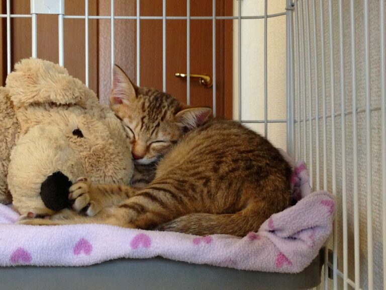 Rescue cat sleeping in the cage
