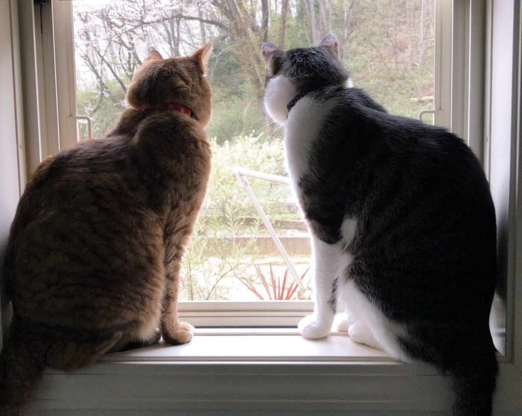 New cat and resident cat looking at outside