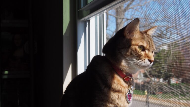 cat looking at the outside