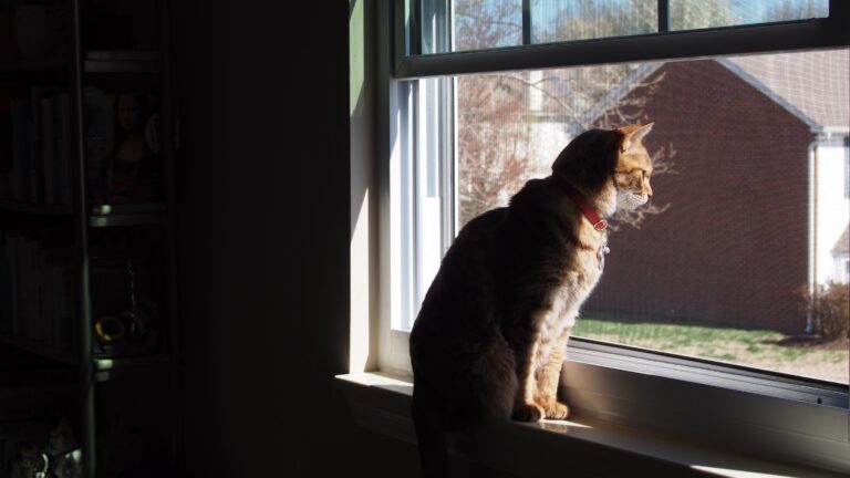 Cat looking at the outside