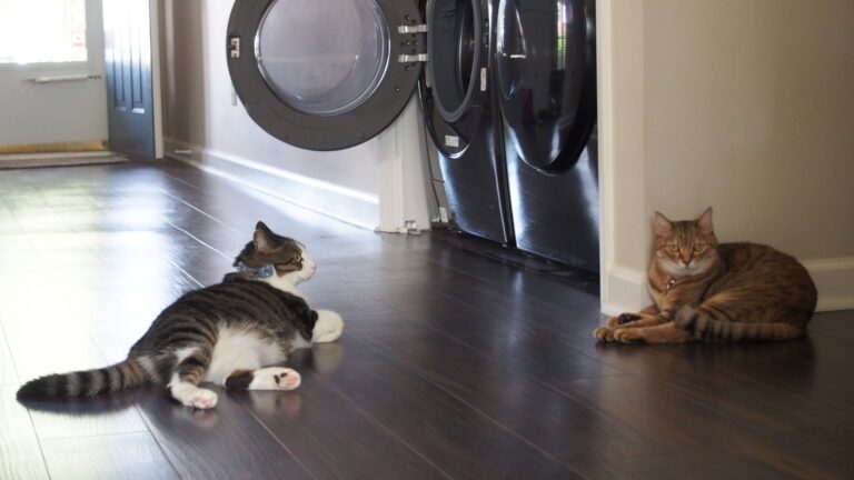 Two cats sitting facing each other