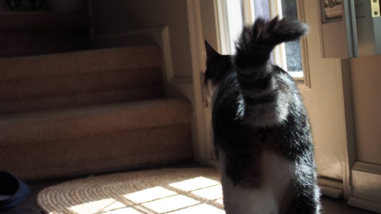 Walking cat