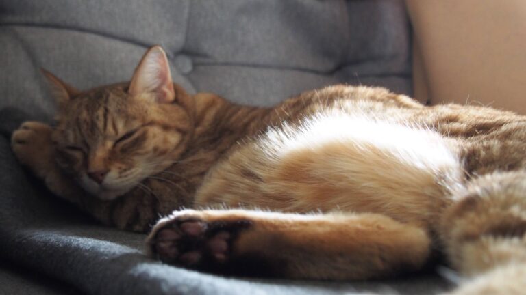 rescue cat sleeping on the couch