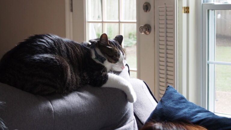 rescue cat sleeping on the sofa