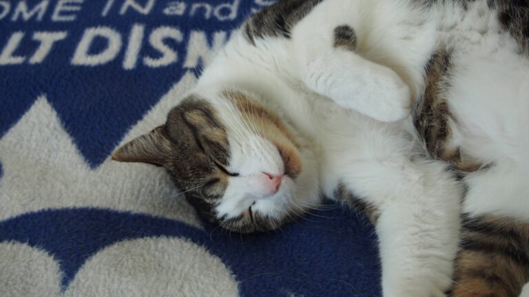 sleeping cat