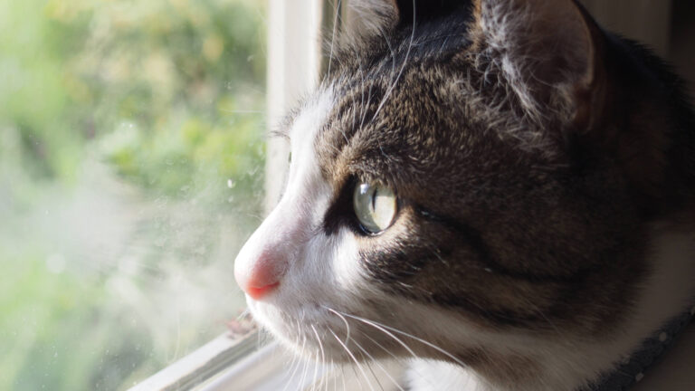 rescue cat looking at outside