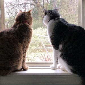 How to Introduce Your New Cat to Your Resident Cat Smoothly